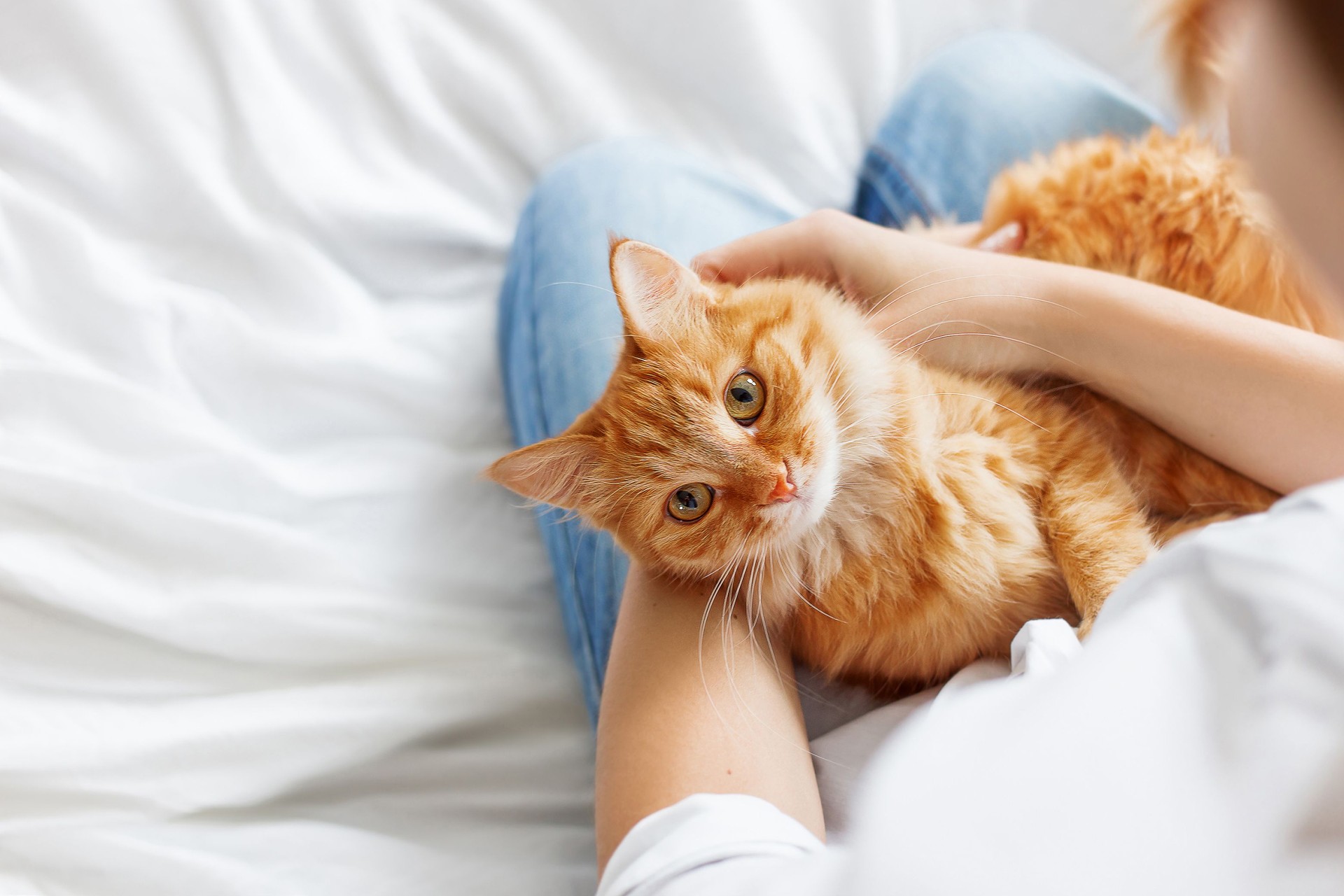 Cute Ginger Cat On Woman Hands. Fluffy Pet Comfortably Settled. Cozy Home, Copy Space.