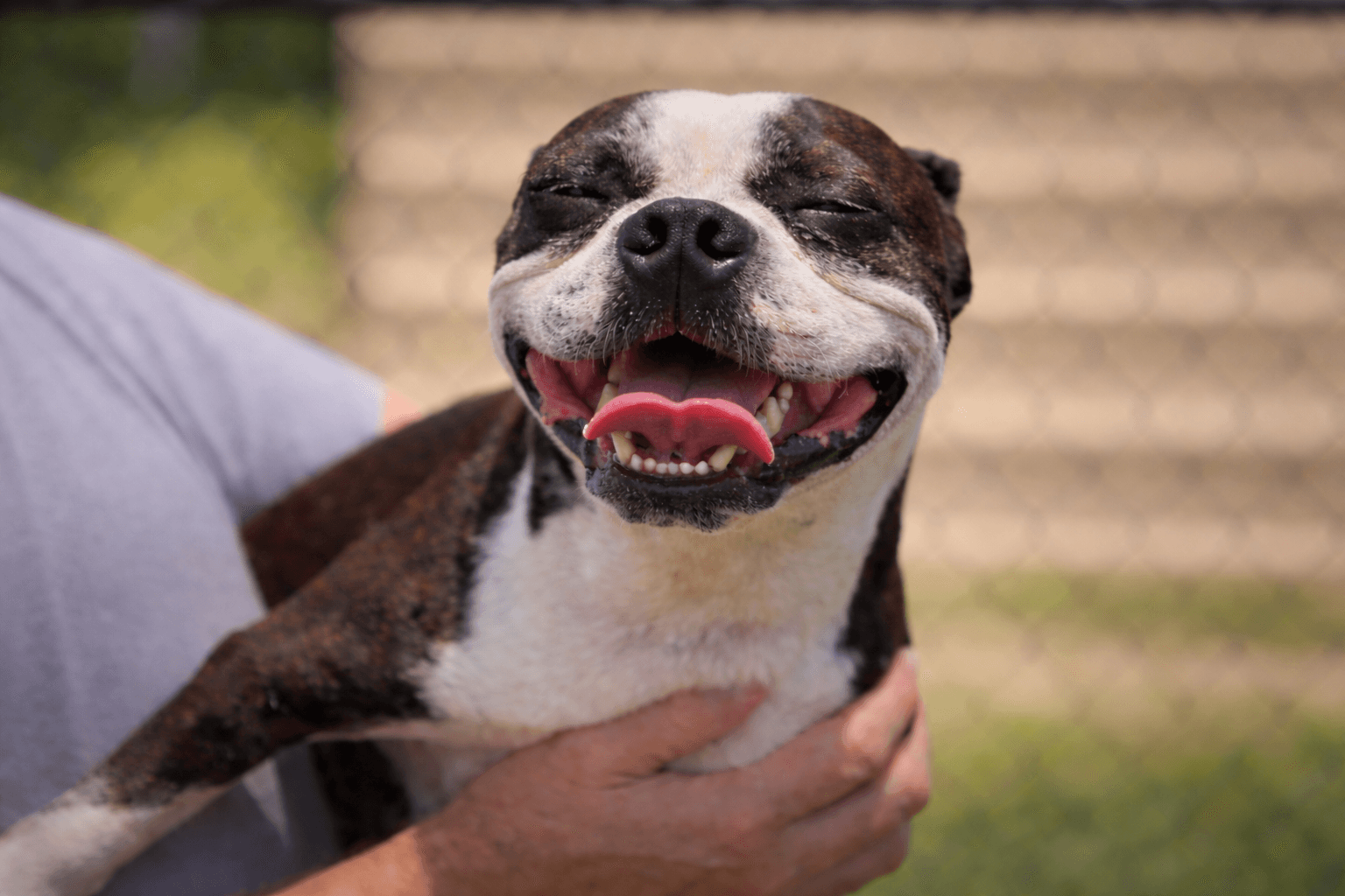 Smiling brindle and white dog with tongue out, being held by a person outdoors.