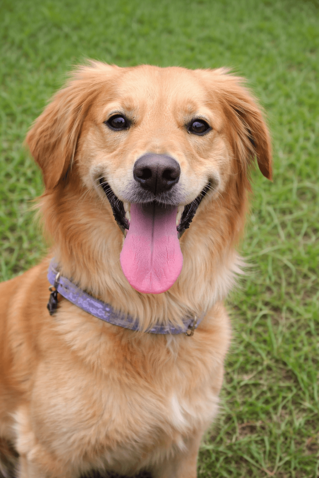 Happy golden retriever with its tongue out, wearing a purple collar on green grass.